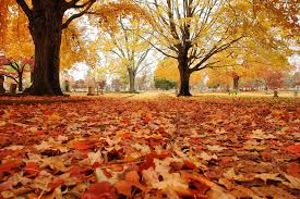 Caiam, folhas! (Fonte: https://producaofashion.wordpress.com)