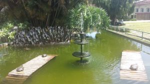 2014-11-13 jardim 17