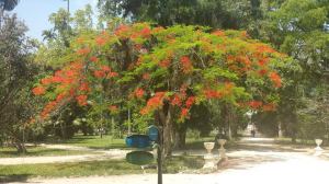 2014-11-13 jardim 18