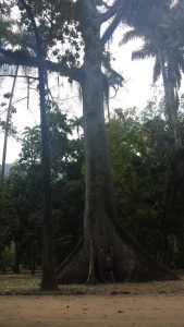 2014-11-13 jardim 20